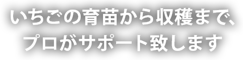 いちごの育苗から収穫まで、プロがサポートします